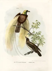 Większy Rajski Ptak, 1864