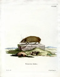 Jeż Wielki Tenrec (kolorowy grawerunek)