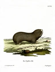 Greater Mole Rat (kolorowy grawerunek)