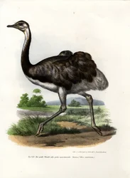 Nandu Wielka, 1864