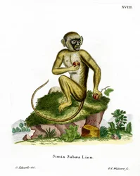 Green Monkey (kolorowy grawerunek)