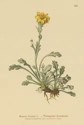 Krosta zwyczajna (Senecio incanus)