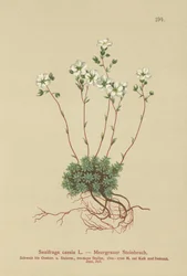 Skalnica szara (Saxifraga caesia)