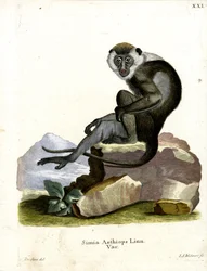 Grivet (kolorowy grawer)