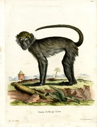 Grivet (kolorowy grawer)