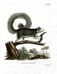 Grizzled Giant Squirrel (kolorowy grawerunek)