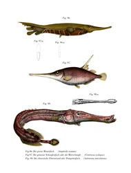 Grooved Razor-fish (kolor lito)