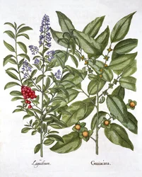 Guaiacum i Privet chiński, z Hortus Eystettensis, Basil Besler (1561-1629), wyd. 1613 (grawerowanie ręcznie kolorowane)