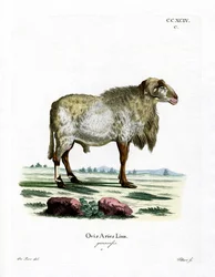 Owca gwinea (kolorowy grawerunek)