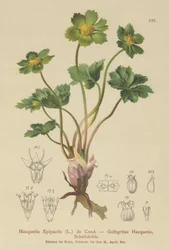 cieszynianka (Hacquetia epipactis)