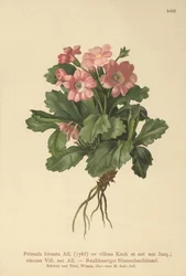 Pierwiosnek owłosiony (Primula hirsuta)