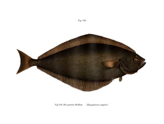 Halibut (kolor lito)