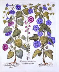 Harebell i Convovulus, z Hortus Eystettensis, Basil Besler (1561-1629), wyd. 1613 (grawerowanie ręcznie kolorowane)