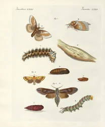 Szkodliwe motyle (kolorowy grawer)