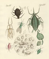 Szkodliwe owady