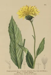 Jastrzębia broda (Crepis bocconi, Crepis pontana, Crepis montana, Hieracium montanum, Soyeria montana)