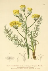 Hawksbeard (Crepis chondrilloides)