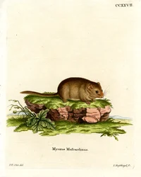 Popielica Hazel (kolorowy grawerunek)