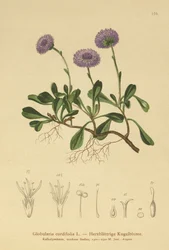 Stokrotka okrągłolistna (Globularia cordifolia)