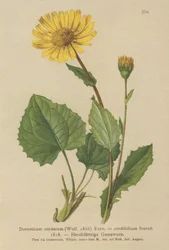 Leszczyna sercowata (Doronicum cordatum, Doronicum cordifolium, Aronicum cordatum)
