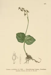 Twayblade sercowate (Listera cordata, Listera cordifolia, Neottia cordata)