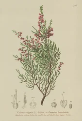 Wrzos (Calluna vulgaris)