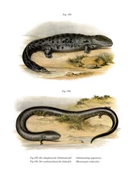 Hellbender (kolor lito)