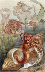 Kraby pustelniki, płyta z życia zwierzęcego Brehma: ogólna wiedza o królestwie zwierząt, t.10, s.38, wyd. Instytut Bibliograficzny, 1893