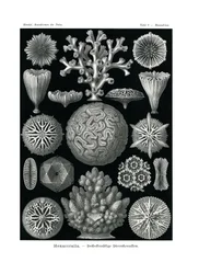 Hexacoralla, 1899-1904