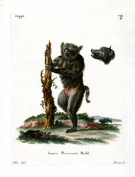 Pawian świniowaty (kolorowy grawerunek)