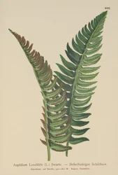 Ostrokrzew (Aspidium Lonchitis, Polystichum lonchitis)