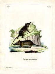 Honey Possum (kolorowy grawer)