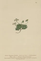 Trawa Hoppes Whitlow (Draba Hoppeana, Draba Zahlbruckneri)