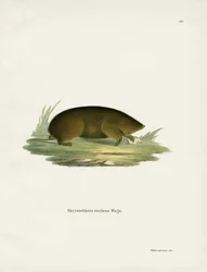 Hottentot Golden Mole (kolorowy grawerunek)