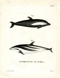 Klepsydra Delfin (kolorowy grawerunek)