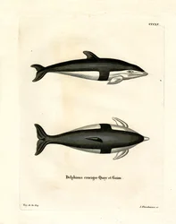 Klepsydra Delfin (kolorowy grawerunek)