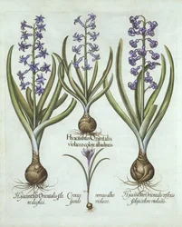 Hiacynty i jesienny krokus, z Hortus Eystettensis, Basil Besler (1561-1629), wyd. 1613 (grawerowanie ręcznie kolorowane)