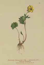 Jaskier hybrydowy (Ranunculus Pythora, Ranunculus hybridus)