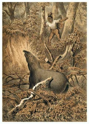 Ilustracja, indyjskie tapir myśliwski w lesie amazońskim. W „”De Bootslieden der Amazon-River””, Karl Muller, Holandia