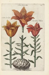 Ilustracja z "Florilegium ... traktowanie różnych kwiatów i innych roślin wskaźnikowych jako żywo nakreślonych w dwóch częściach i ułożonych w czterech językach