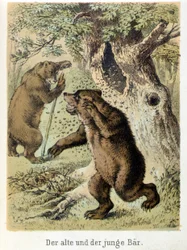 Ilustracja do bajek Franza Hoffmanna „Bajki i bajki – młody niedźwiedź i stary niedźwiedź””: młody niedźwiedź zaatakowany przez pszczoły. Chromolitografia XIX wieku.