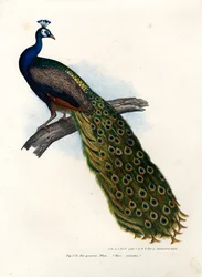 Paw niebieski indyjski, 1864