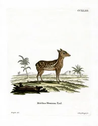 Indian Spotted Chevrotain (kolorowy grawerunek)