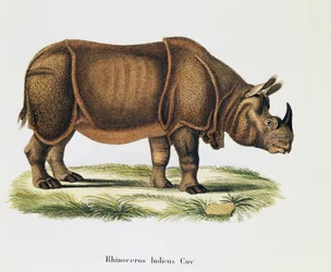 Nosorożce indyjskie (Rhinoceros indicus), od ssaków ilustrowane z natury wraz z opisami, Johann Christian Daniel von Schreber (1739-1810), rycina i rysunek A Fleischmann, tom 6-7, tabela 317-D-D, Niemcy