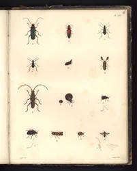 Insecta, pl. XVI, ilustracja z Kompendium obserwacji zoologii i anatomii porównawczej, wykonane na Oceanie Atlantyckim, we wnętrzu nowego kontynentu i na Morzu Południowym w latach 179.