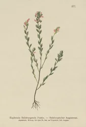 Irlandzki świetlik (Euphrasia Salisburgensis)