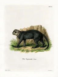 Jaguarundi (kolorowy grawerunek)