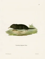 Ryjówka japońska (kolorowy grawerunek)