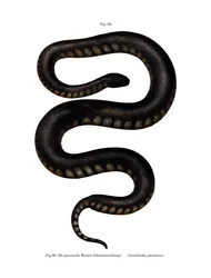 Javan File Snake (kolor lito)