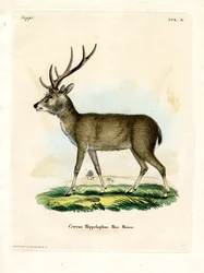 Javan Rusa (kolorowy grawerunek)